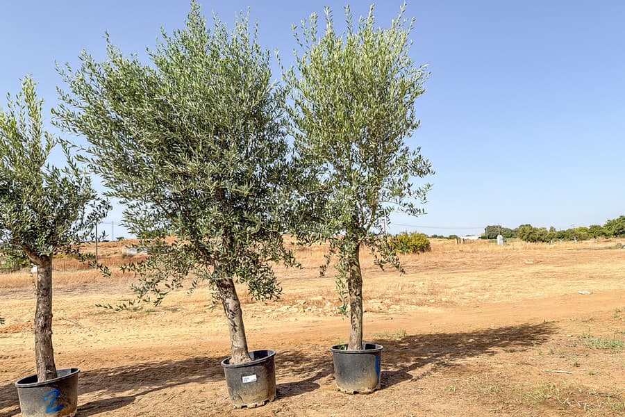 2 Olivenbäume Olea Europaea 